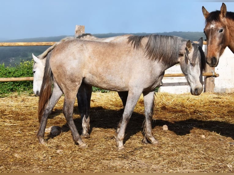 PRE Giumenta 5 Anni 161 cm Grigio in Provinz Malaga