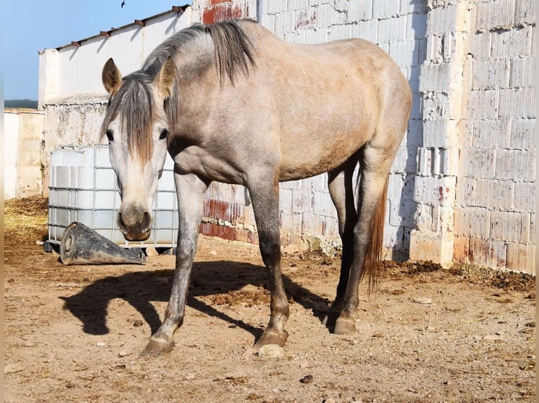 PRE Giumenta 5 Anni 161 cm Grigio in Provinz Malaga