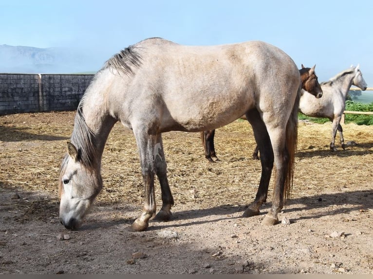 PRE Giumenta 5 Anni 161 cm Grigio in Provinz Malaga
