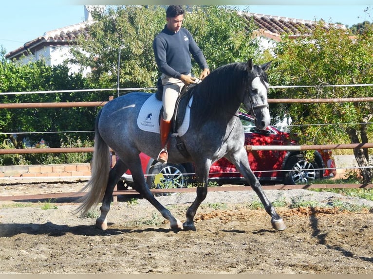 PRE Giumenta 5 Anni 161 cm Grigio in Provinz Malaga