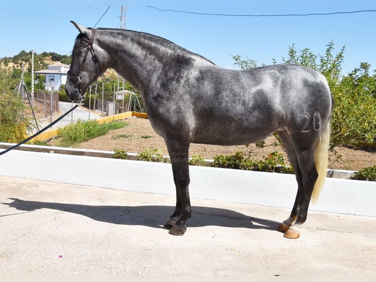 PRE Giumenta 5 Anni 161 cm Grigio in Provinz Malaga