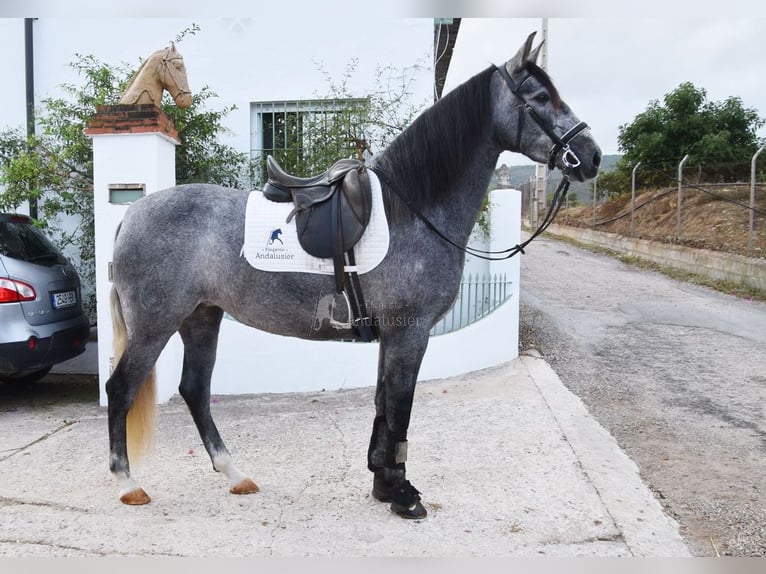 PRE Giumenta 5 Anni 161 cm Grigio in Provinz Malaga