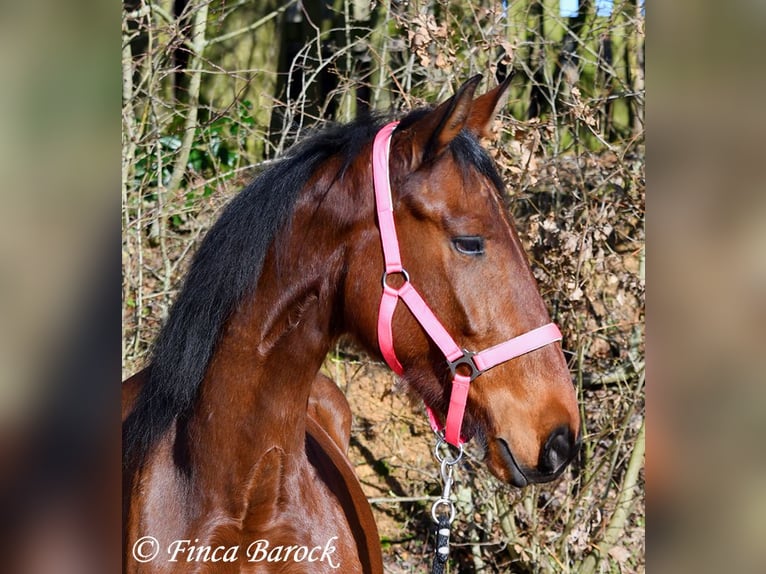 PRE Giumenta 5 Anni 162 cm Baio in Wiebelsheim