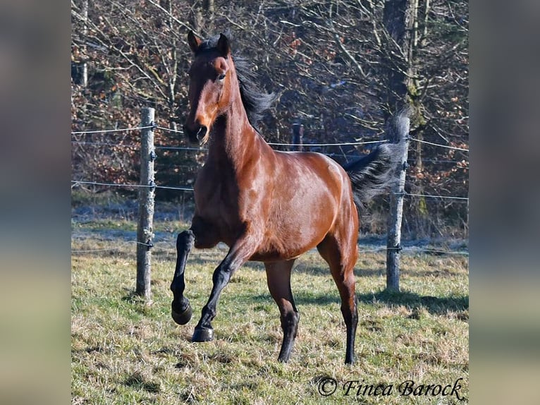 PRE Giumenta 5 Anni 162 cm Baio in Wiebelsheim