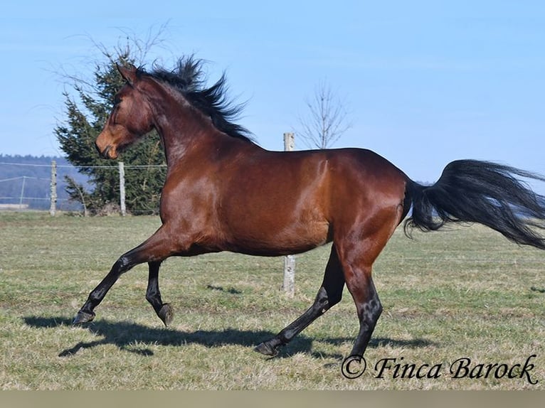 PRE Giumenta 5 Anni 162 cm Baio in Wiebelsheim