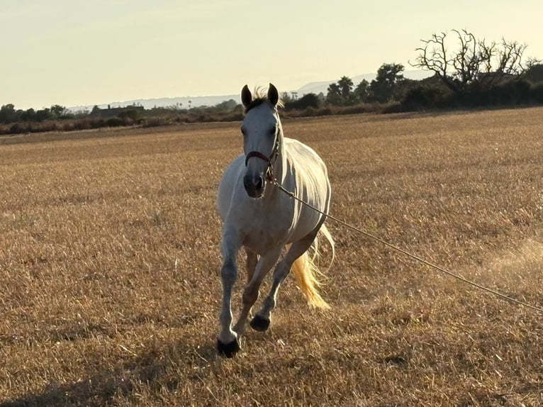 PRE Mix Giumenta 5 Anni 162 cm Grigio in Felanitx