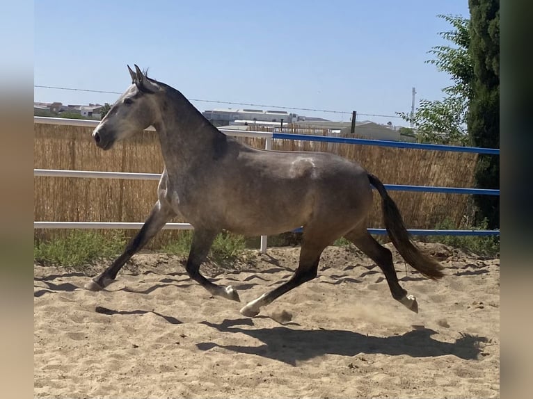 PRE Giumenta 5 Anni 162 cm Grigio in Fuentes De Andalucia