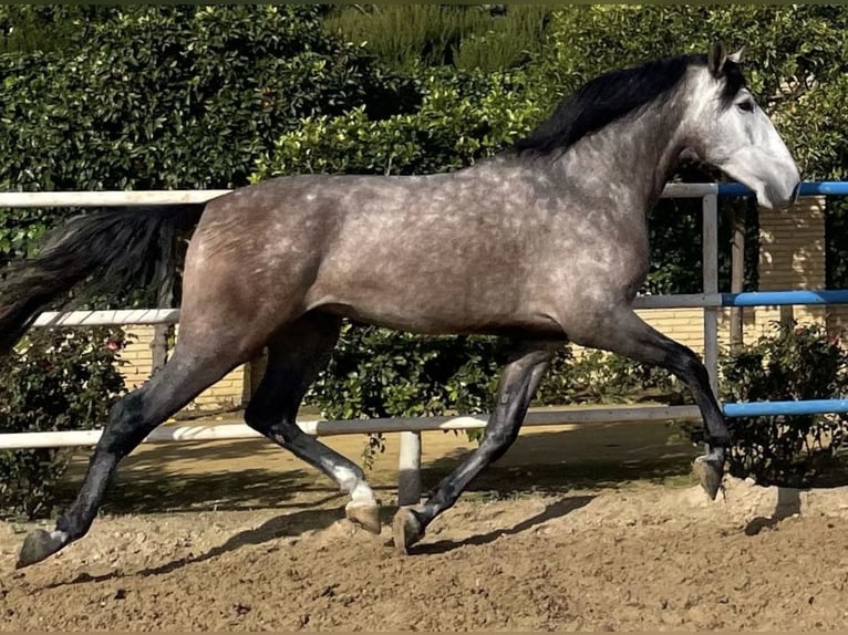 PRE Giumenta 5 Anni 162 cm Grigio in Fuentes De Andalucia