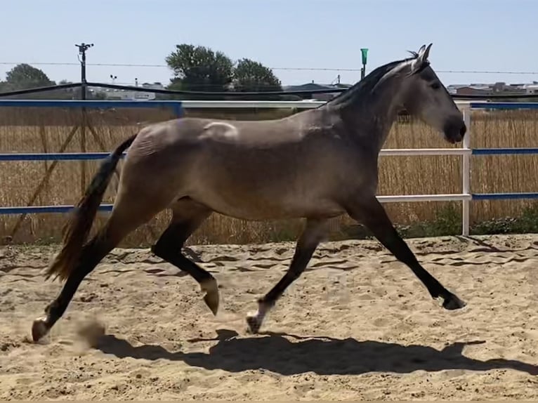 PRE Giumenta 5 Anni 162 cm Grigio in Fuentes De Andalucia