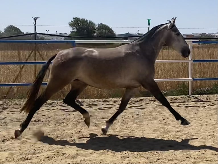 PRE Giumenta 5 Anni 162 cm Grigio in Fuentes De Andalucia