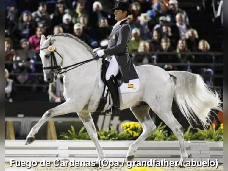 PRE Giumenta 5 Anni 162 cm Grigio in Provinz Cordoba