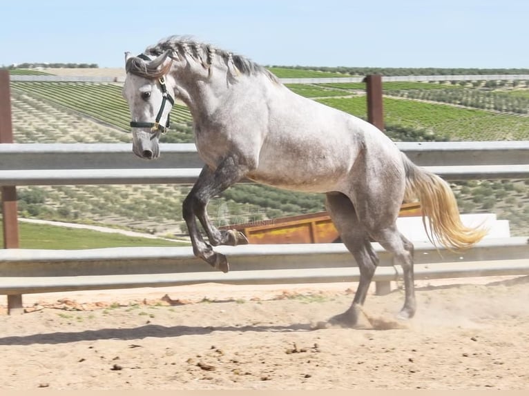 PRE Giumenta 5 Anni 162 cm Grigio in Provinz Cordoba