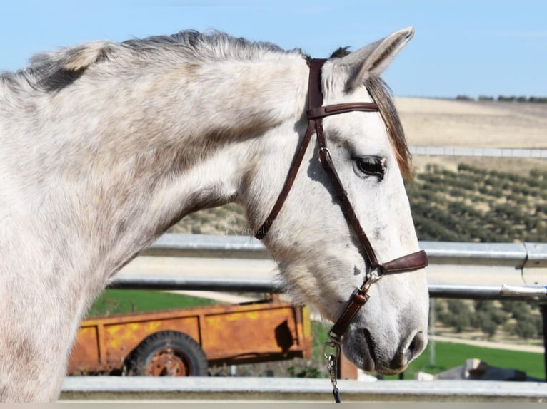 PRE Giumenta 5 Anni 162 cm Grigio in Provinz Cordoba