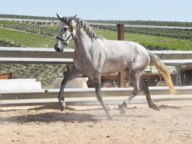 PRE Giumenta 5 Anni 162 cm Grigio in Provinz Cordoba