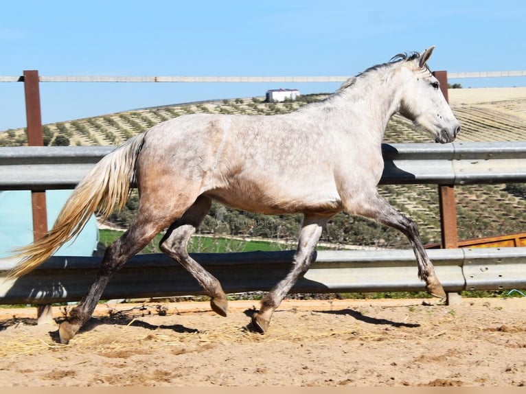 PRE Giumenta 5 Anni 162 cm Grigio in Provinz Cordoba