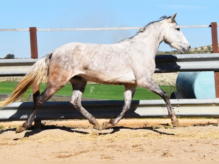 PRE Giumenta 5 Anni 162 cm Grigio in Provinz Cordoba