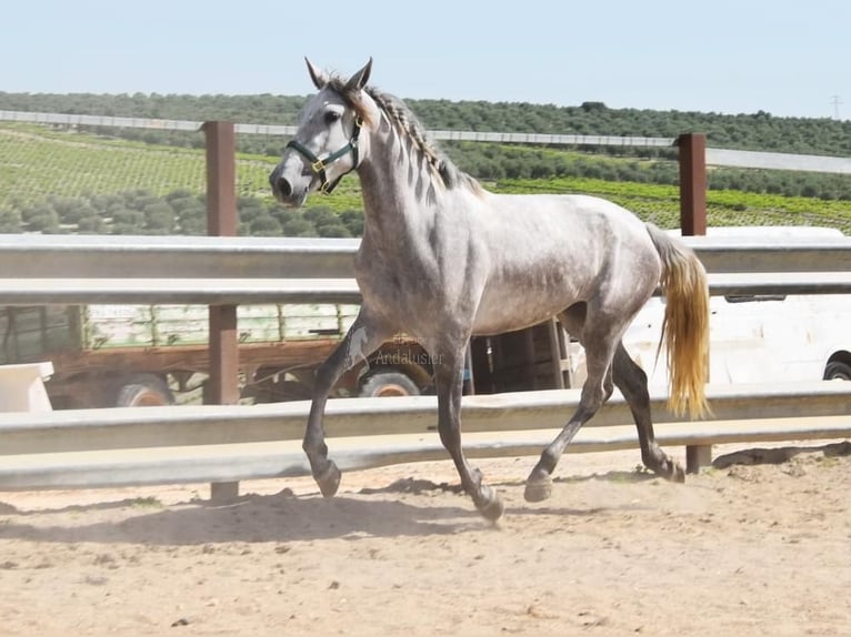 PRE Giumenta 5 Anni 162 cm Grigio in Provinz Cordoba