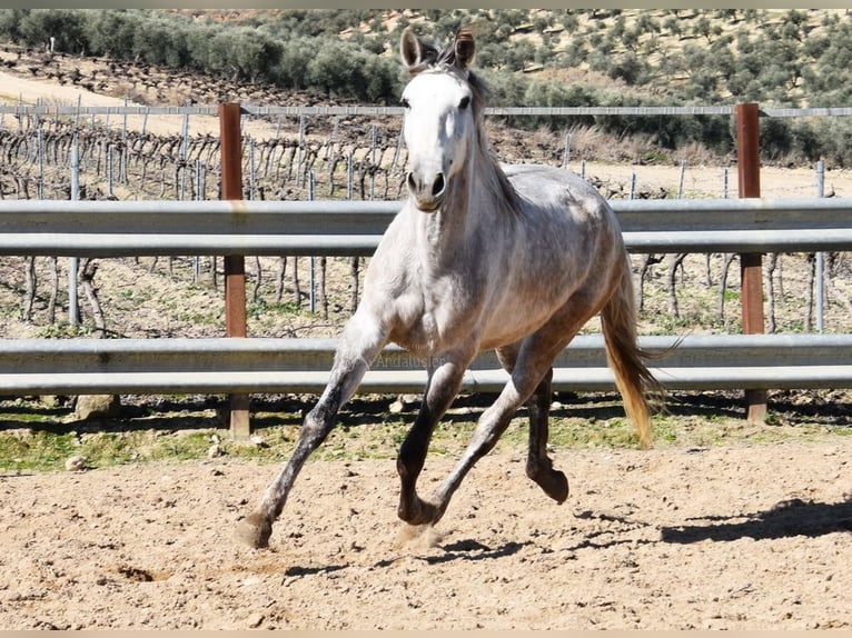 PRE Giumenta 5 Anni 162 cm Grigio in Provinz Cordoba