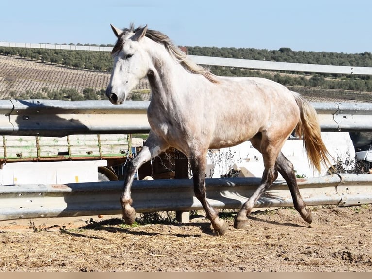 PRE Giumenta 5 Anni 162 cm Grigio in Provinz Cordoba