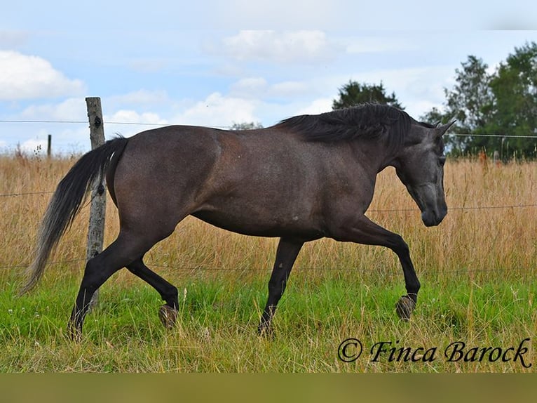 PRE Giumenta 5 Anni 162 cm Grigio in Wiebelsheim