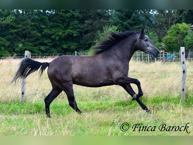 PRE Giumenta 5 Anni 162 cm Grigio in Wiebelsheim