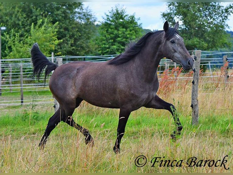 PRE Giumenta 5 Anni 162 cm Grigio in Wiebelsheim