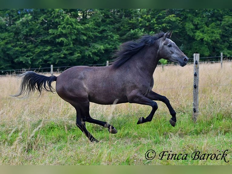 PRE Giumenta 5 Anni 162 cm Grigio in Wiebelsheim