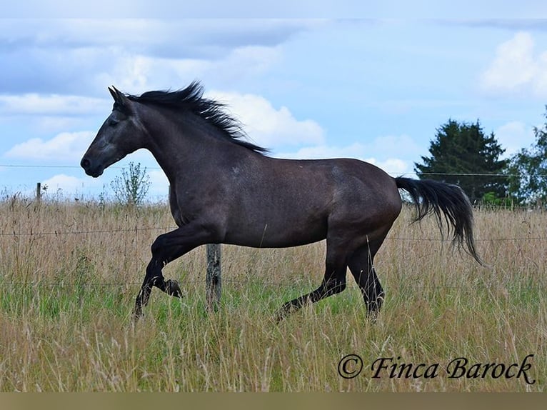 PRE Giumenta 5 Anni 162 cm Grigio in Wiebelsheim