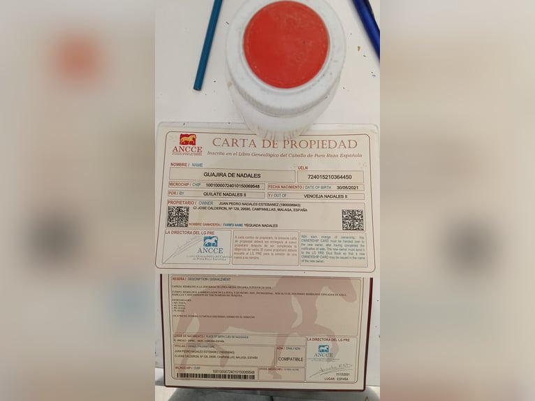 PRE Giumenta 5 Anni 162 cm Grigio ferro in Muchamiel