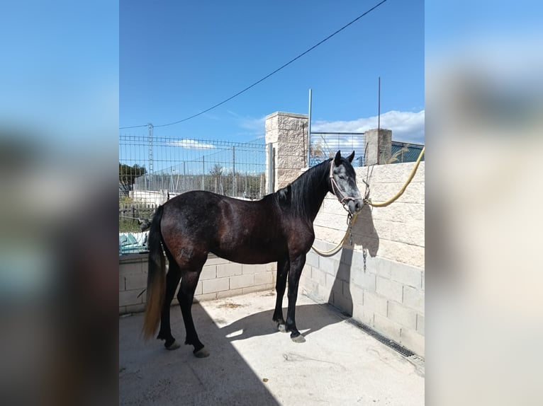 PRE Giumenta 5 Anni 162 cm Grigio ferro in Muchamiel