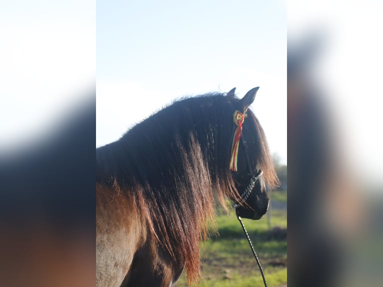 PRE Giumenta 5 Anni 162 cm Morello in Carmona