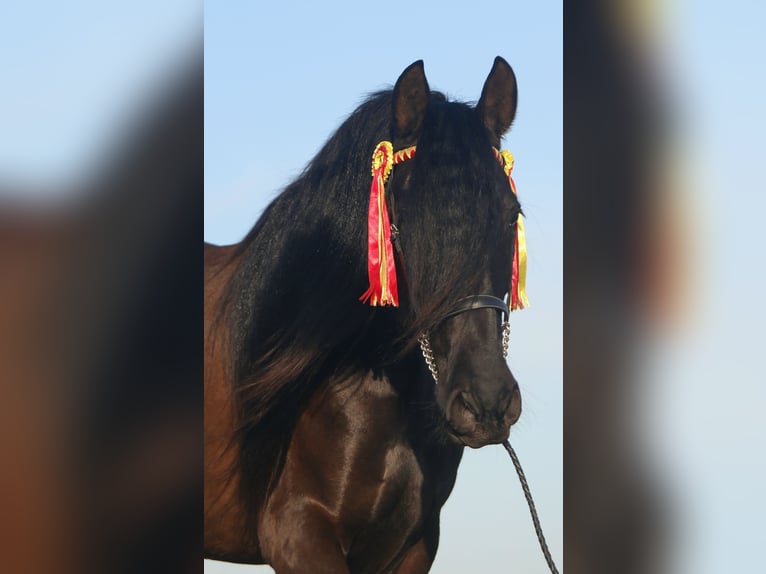 PRE Giumenta 5 Anni 162 cm Morello in Carmona