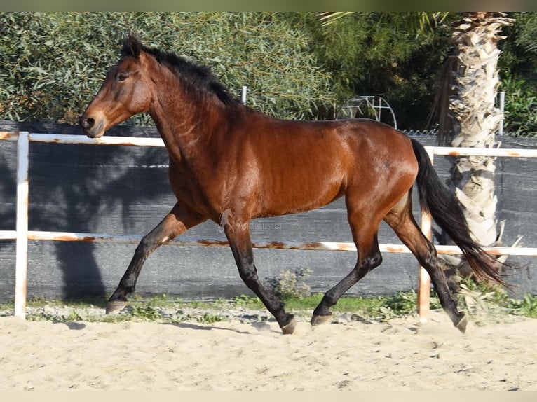 PRE Giumenta 5 Anni 163 cm Baio in Miralvalles