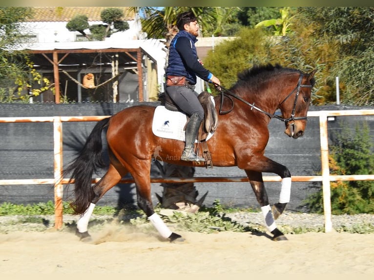 PRE Giumenta 5 Anni 163 cm Baio in Miralvalles