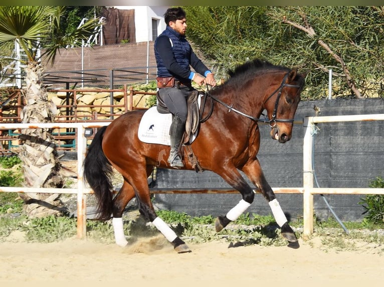 PRE Giumenta 5 Anni 163 cm Baio in Miralvalles