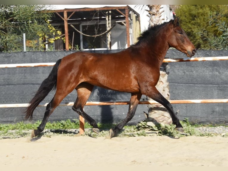 PRE Giumenta 5 Anni 163 cm Baio in Miralvalles