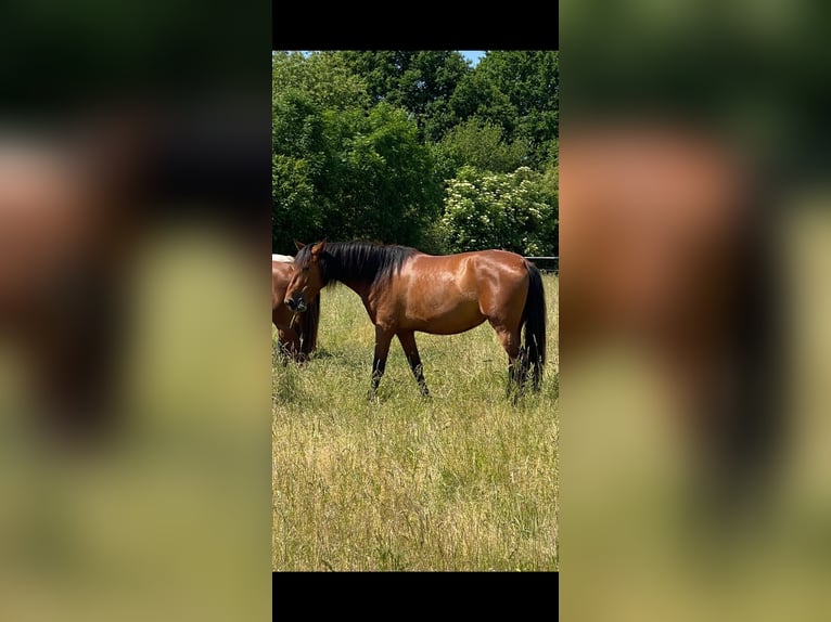 PRE Mix Giumenta 5 Anni 163 cm Baio in Dörverden