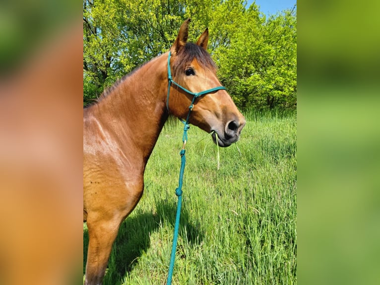 PRE Mix Giumenta 5 Anni 163 cm Baio in Dörverden