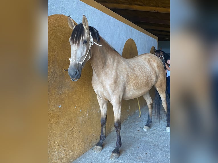 PRE Giumenta 5 Anni 163 cm Falbo in Pozo alcon