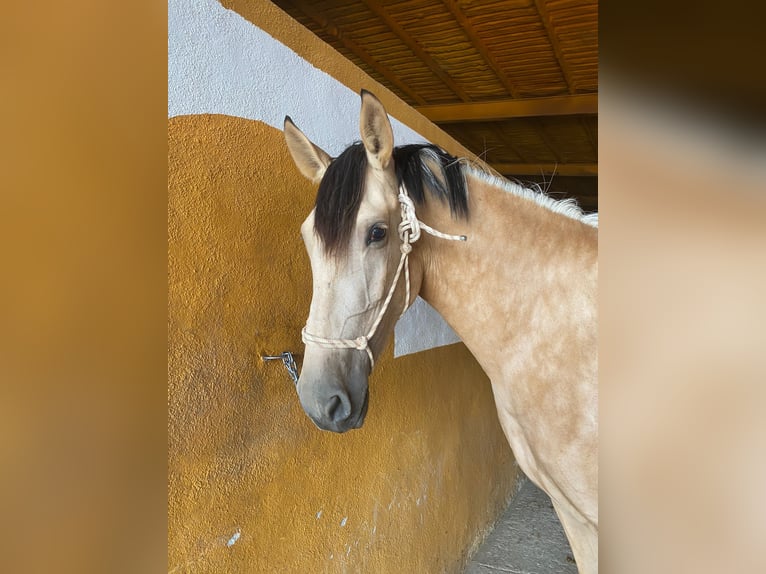 PRE Giumenta 5 Anni 163 cm Falbo in Pozo alcon