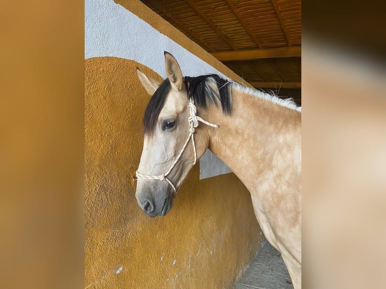 PRE Giumenta 5 Anni 163 cm Falbo in Pozo alcon