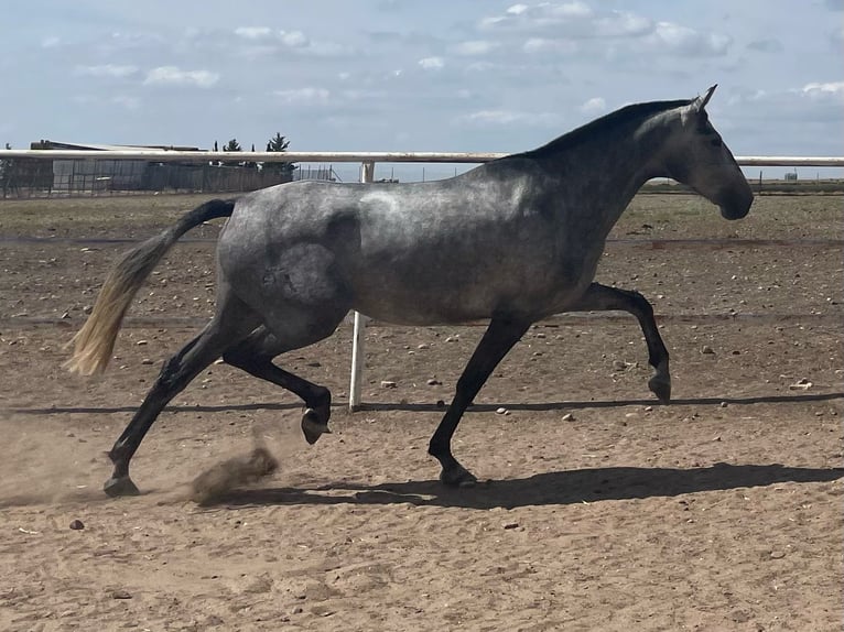 PRE Giumenta 5 Anni 163 cm Grigio in Fuentes De Andalucia