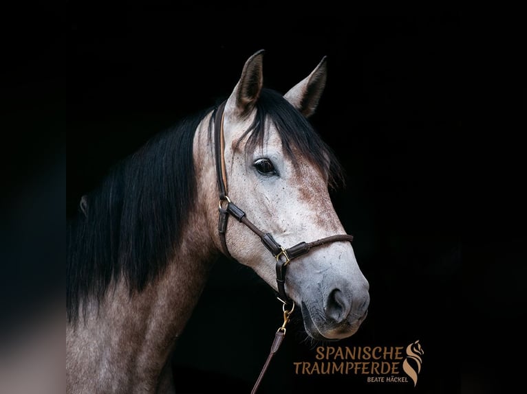 PRE Mix Giumenta 5 Anni 163 cm Grigio in Traventhal