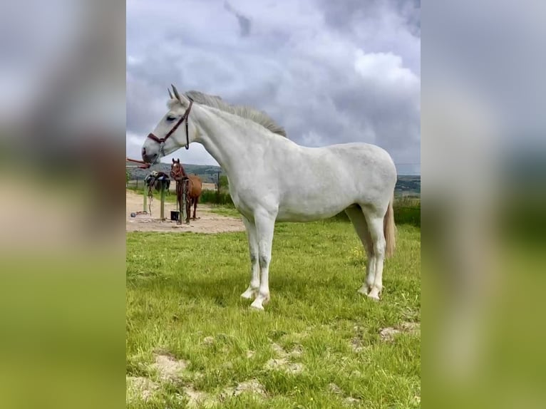 PRE Giumenta 5 Anni 163 cm Grigio in Galaroza (Huelva)