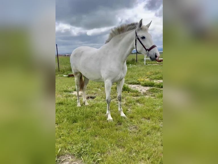 PRE Giumenta 5 Anni 163 cm Grigio in Galaroza (Huelva)