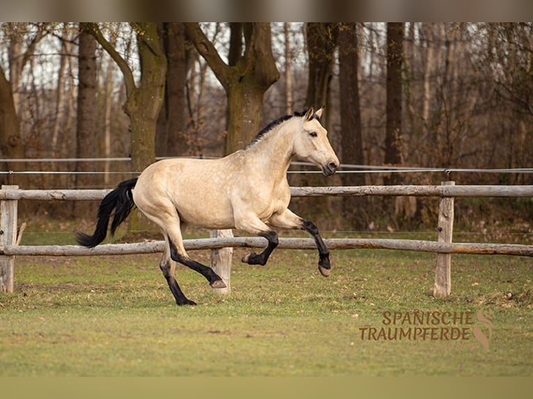 PRE Giumenta 5 Anni 164 cm Falbo in Fahrenkrug