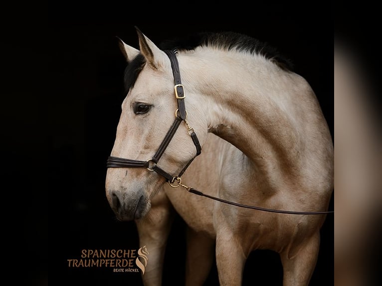 PRE Giumenta 5 Anni 164 cm Falbo in Fahrenkrug