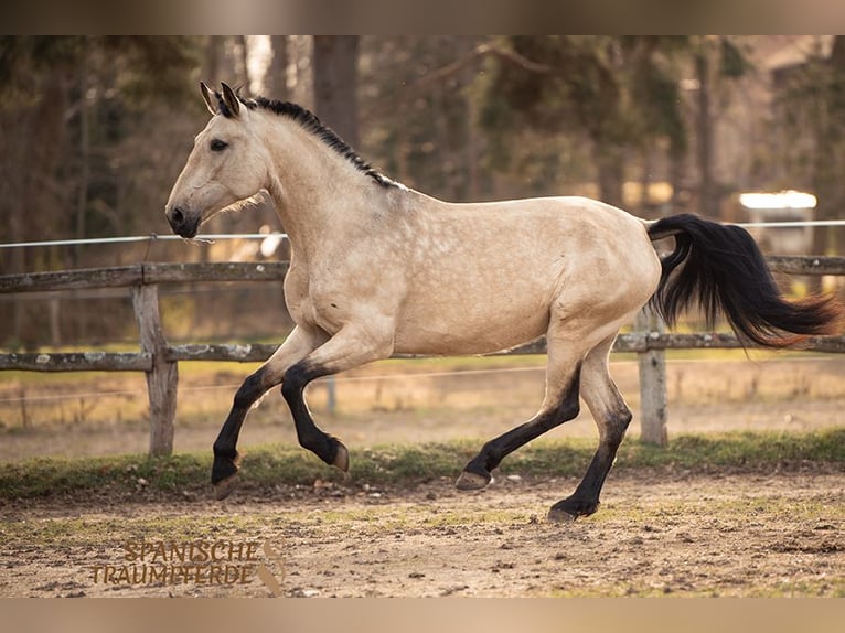 PRE Giumenta 5 Anni 164 cm Falbo in Fahrenkrug