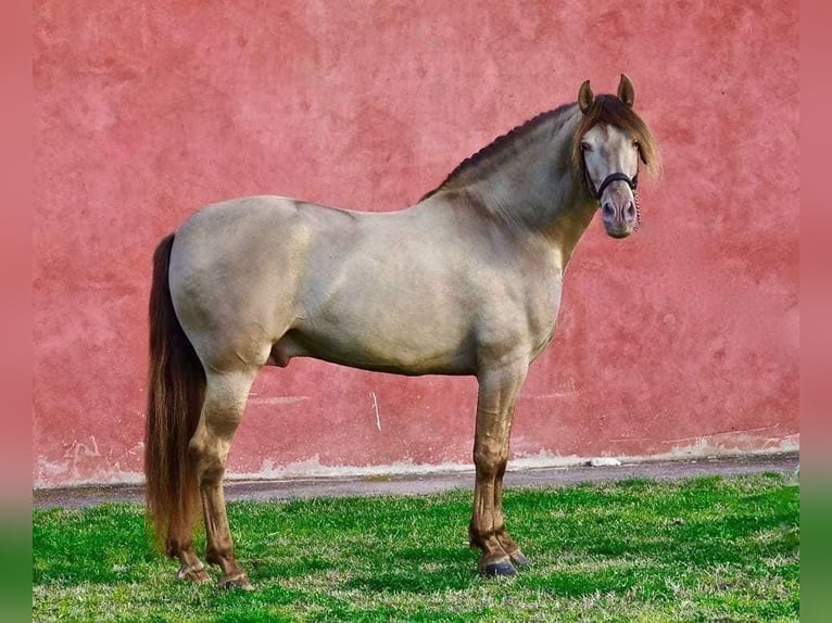 PRE Giumenta 5 Anni 164 cm Rabicano in Valencia