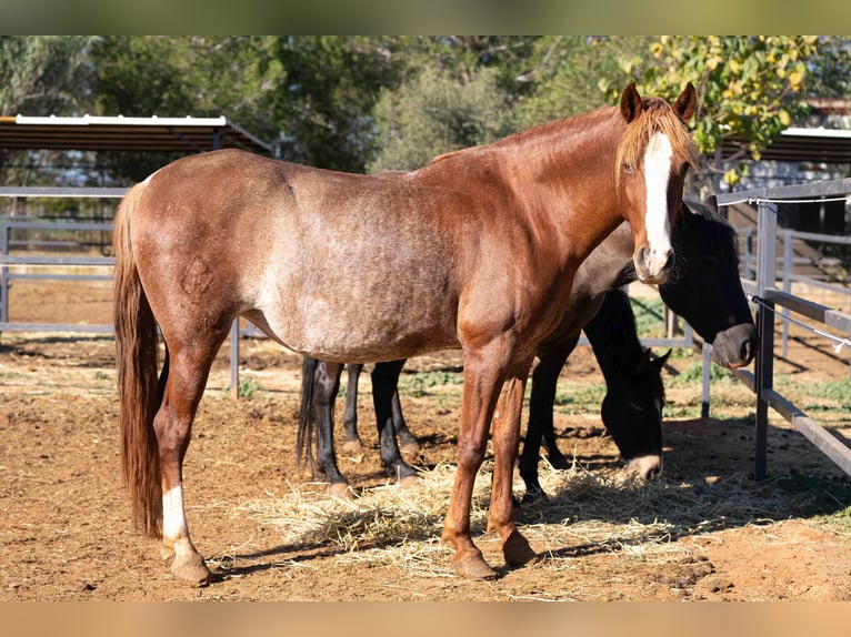 PRE Giumenta 5 Anni 164 cm Rabicano in Valencia